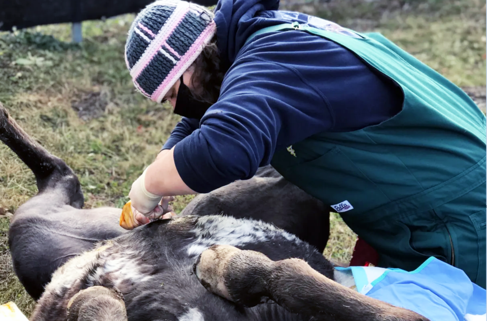 Jody Green farm vet operation