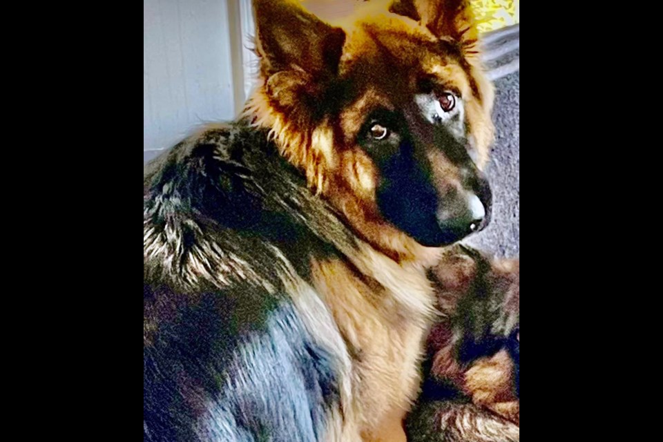 This is Lilly, a two-year-old German shepherd owned by Allen Cumming and Kandy Stout of McLeod Lake. The dog was hit by a vehicle Dec. 20 and spent the next six days suffering from her injuries before she was seen to by a vet in Prince George.