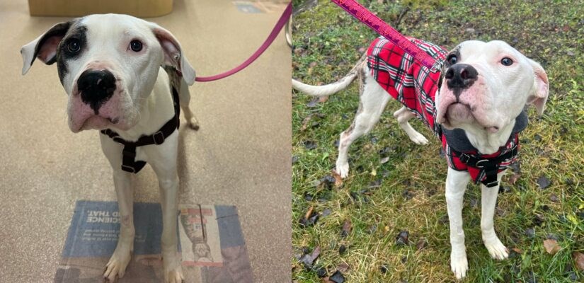 Luffy at the North Cariboo animal centre. 