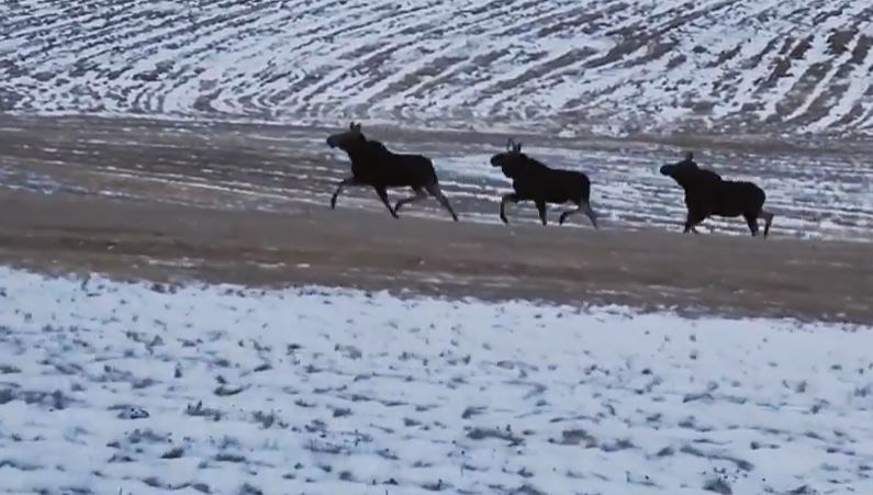 moose-at-prince-george-airport