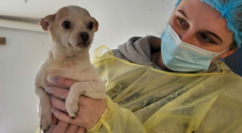 One of three Chihuahuas seized from a Fort St. James property.