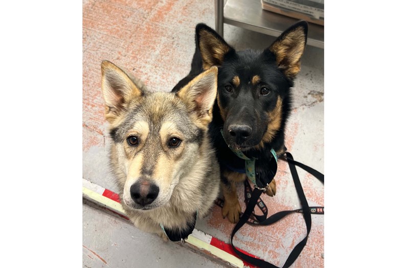 Injured Asha and Saki were found tied up in front of the North Cariboo Branch of the BCSPCA. 