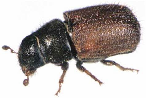 spruce beetle