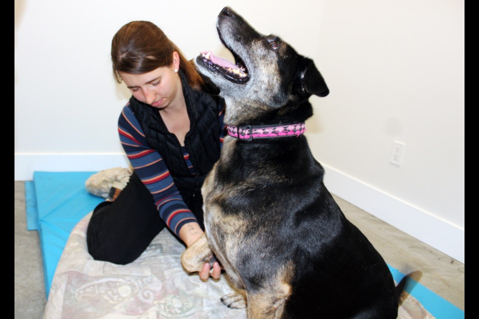 Lady, a Labrador mix, gets an inspection from veterinarian Marina Mann during a visit to Stretch & Fetch Animal Rehabilitation Centre. The downtown Prince George clinic opened in June at 988 Third Ave.