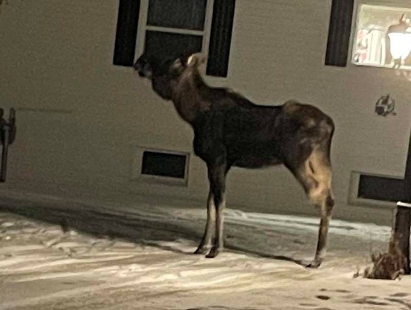 Prince George conservation monitoring three legged moose - Prince George Citizen Prince George conservation monitoring three legged moose - Prince George Citizen