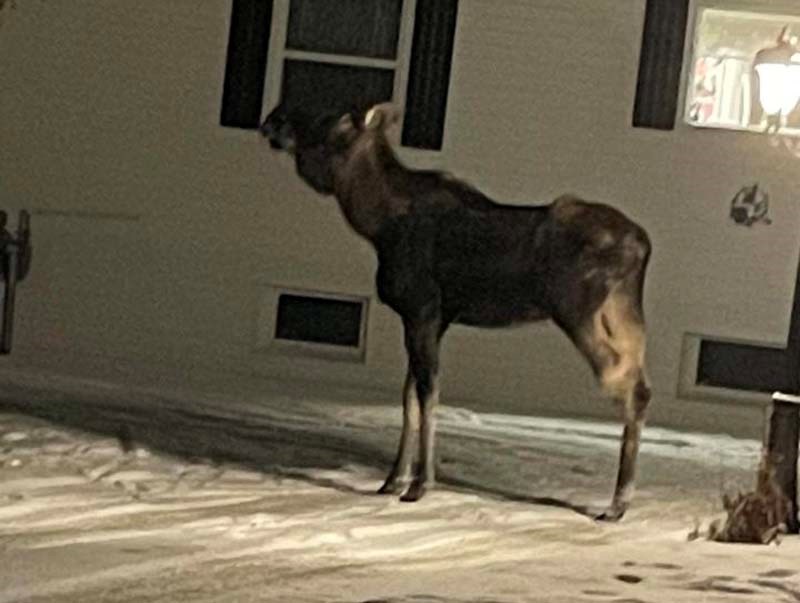 A photo of the three legged moose was shared to the Hart Community Facebook Page.