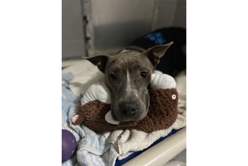 Honey has a long road of recovery ahead of her. 