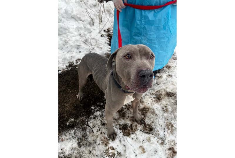 Rolo was found tied up in downtown Prince George with a note on his collar asking someone to take care of him.