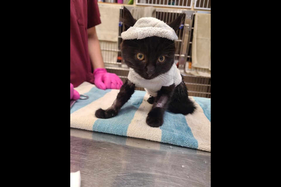 Tilly recovering from treatment. 