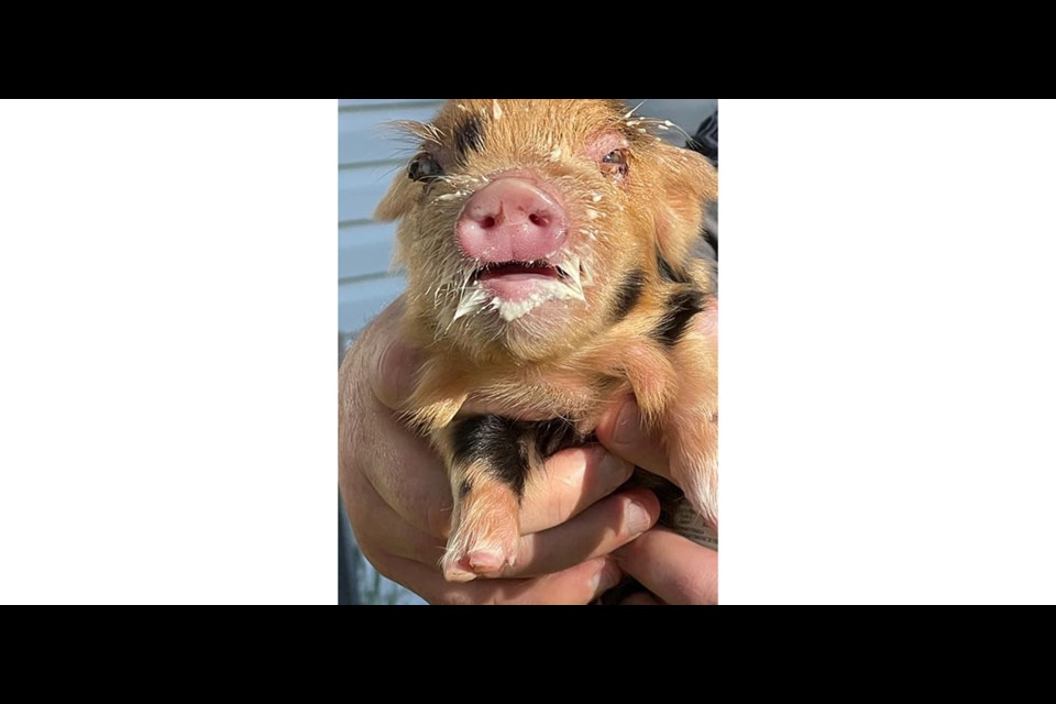 Bonk has a full belly and a milky face after he was rescued by Kerri Hegel of PG Tickled Pig Rescue. He is a blind and deaf piggy.
