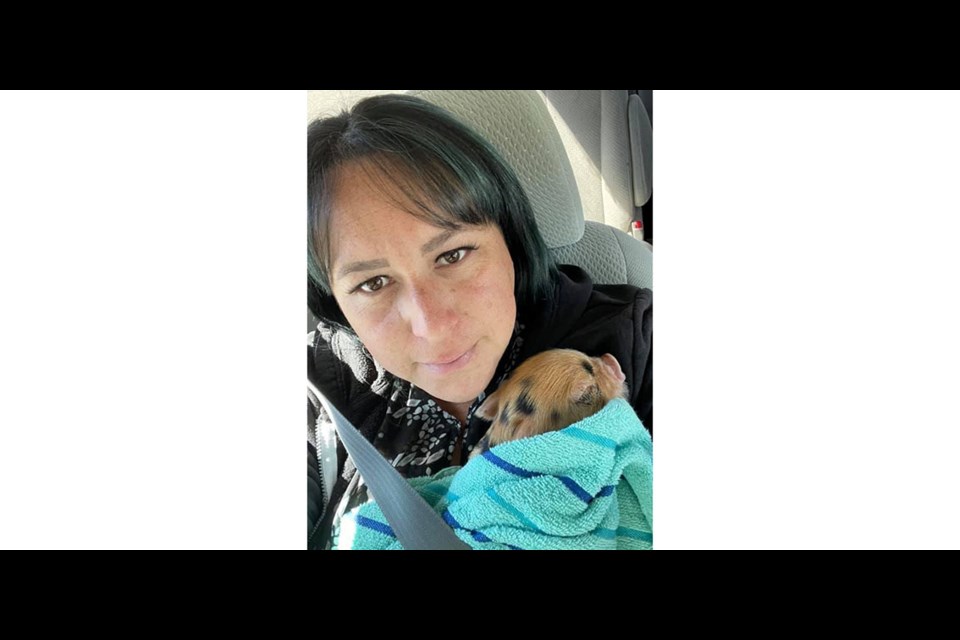 Kerri Hegel of PG Tickled Pig Rescue is seen here holding poor little Bonk coming home with her.  Best guess is he got stepped on by another farm animal and is now blind and deaf.