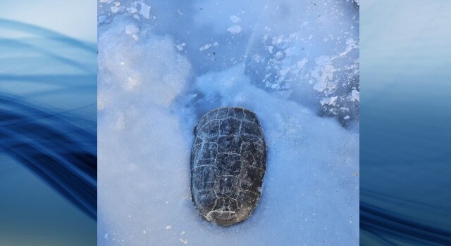 turtle_in_ice_p3755562