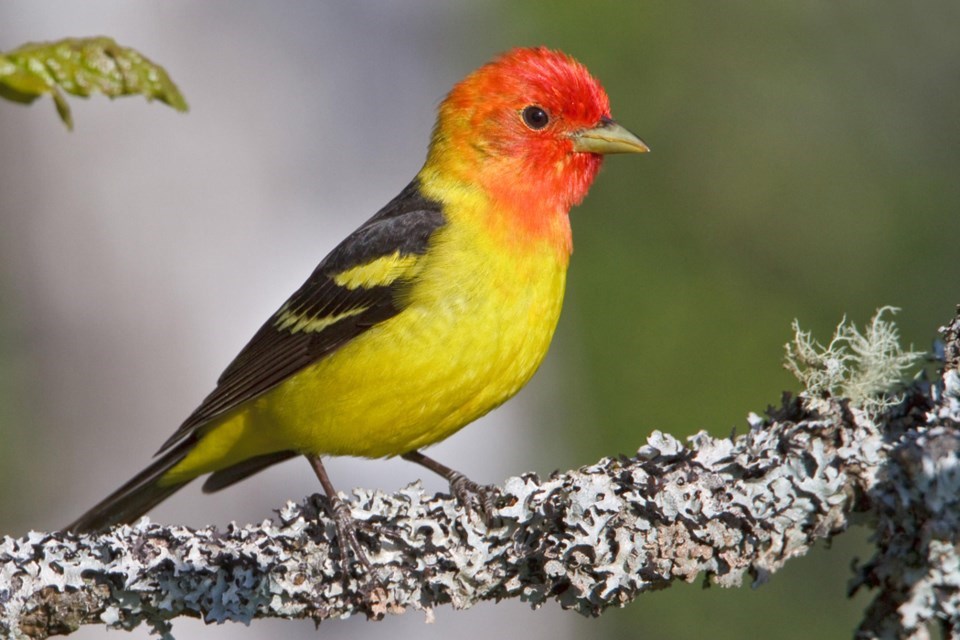 Western Tanager