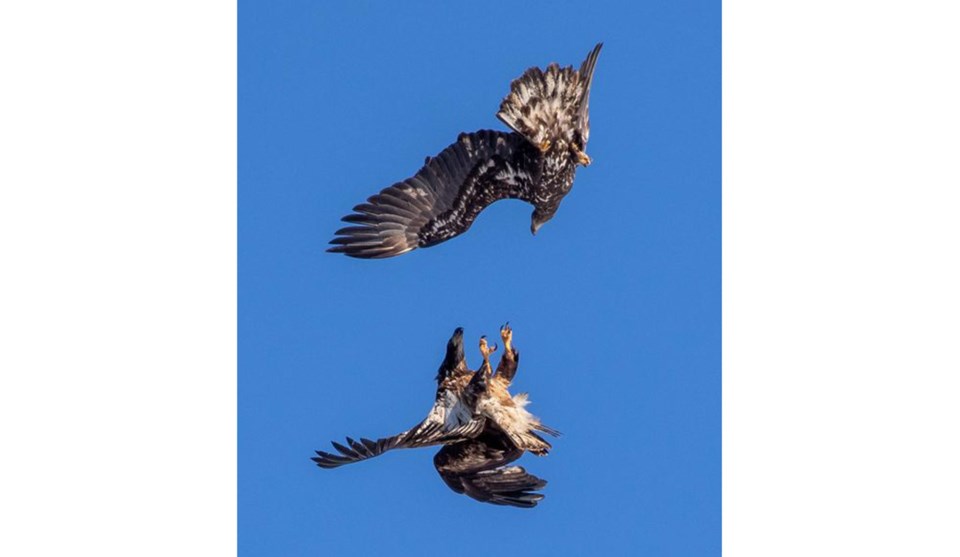juvenile-bald-eagles-fighting-mid-air-jan-bosmann