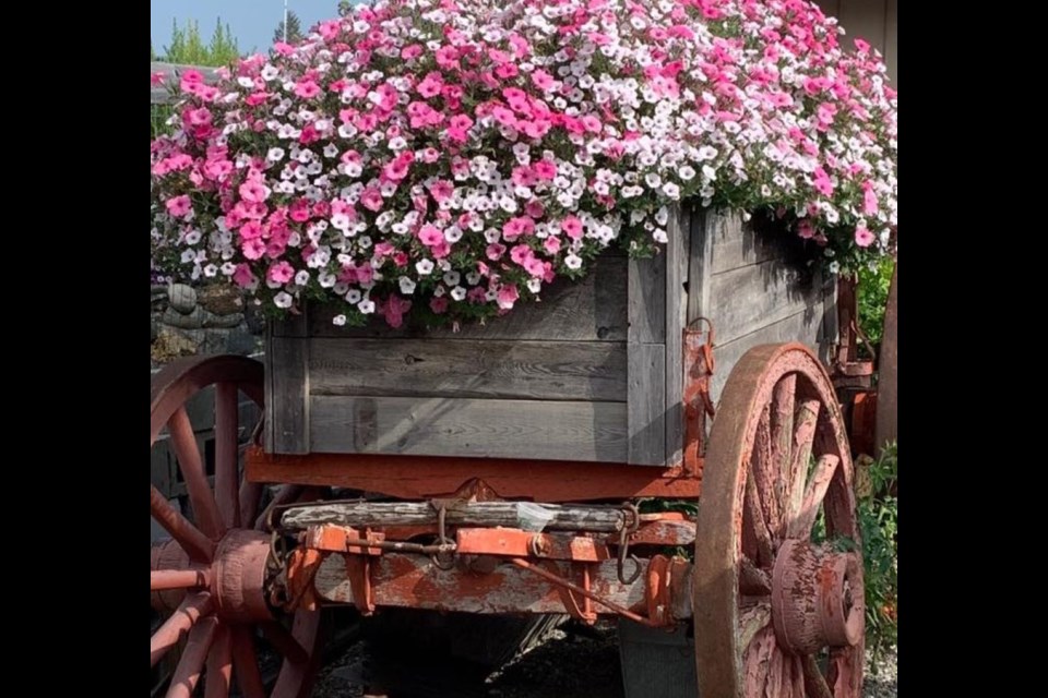 Gardener Laureen Stevenson has a wagon filled with blooms.