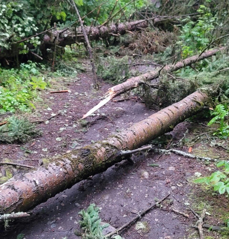 pgc-2025-08-19-trees-down-at-moores-meadow