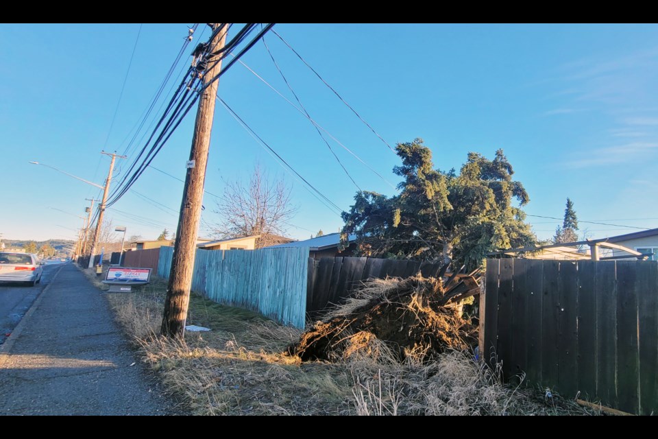 This large coniferous tree at Ospika Bulevard just north of Fifth Avenue fell on a fence and power line during the windstorm that hit the city early Tuesday morning.