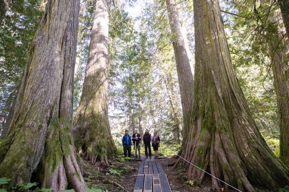 ancient-forest-provincial-park-trail