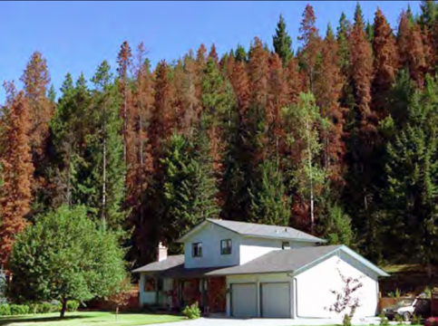 Before the city enacted its Community Forest Management Plan in 2006, many houses in Prince George were close to lodgepole pine trees killed by beetle infestations. 