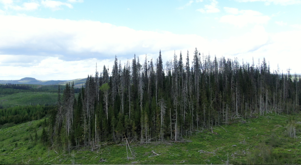 forestry-dead-spruce-with-sub-alpine-fir-understory