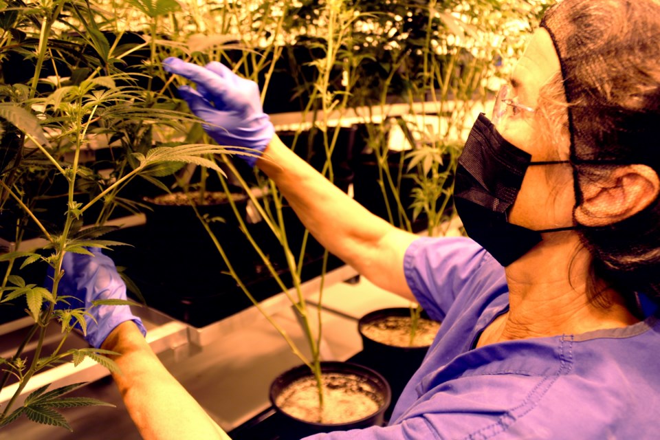 Kush Mountain Craft Cannabis trimmer Kim Anthony snips off leaves to maximize light hitting the bud area of plants being grown at the licensed facility west of Prince George.