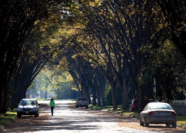 Dogwood and Elm Street Trees