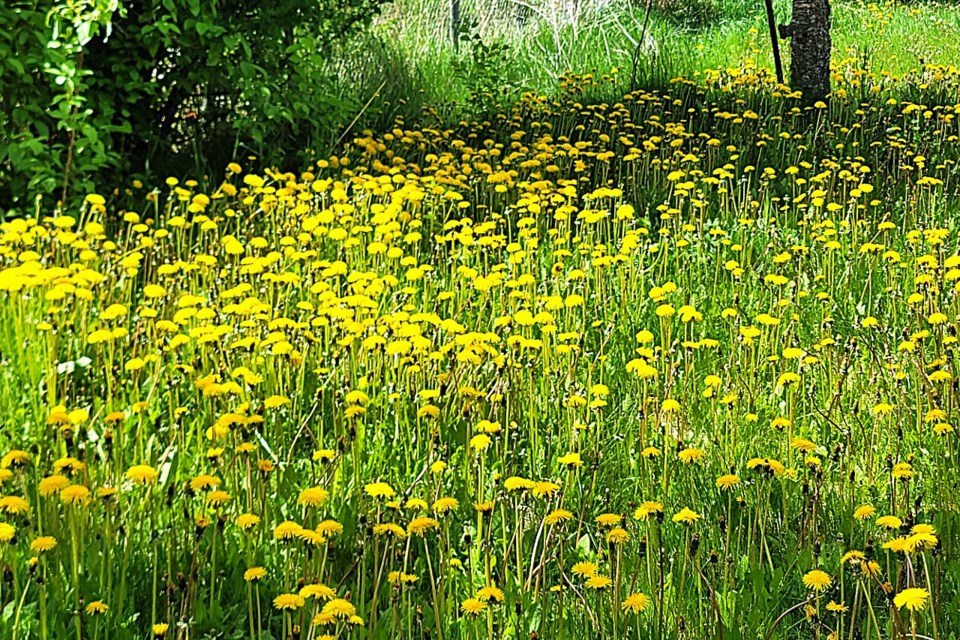pgc-2025-05-27-dandelions