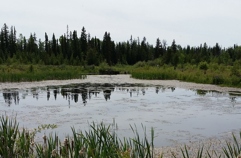 Western-Acres-Engineered-Wetland-square