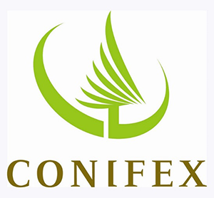 Conifex 2.jpg