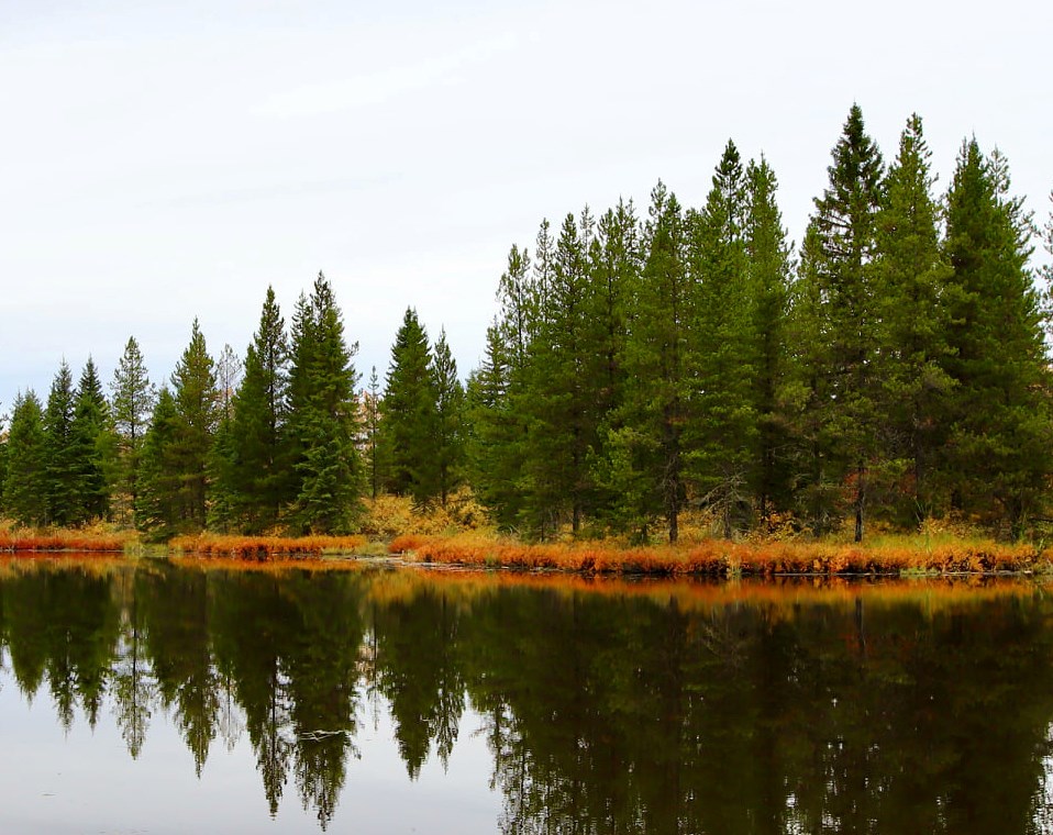 Goodsir Nature Park web