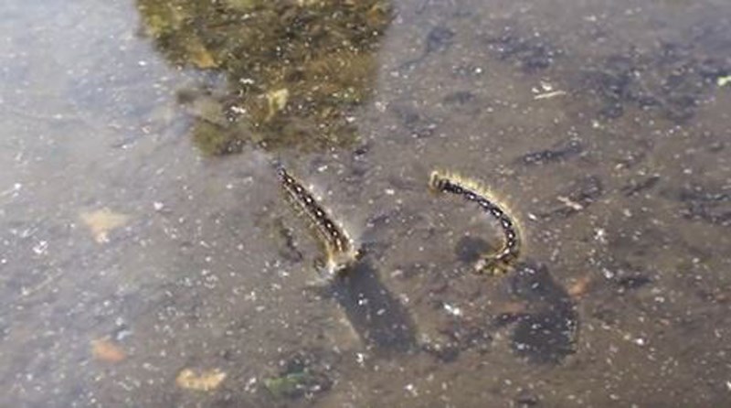 caterpillars swimming
