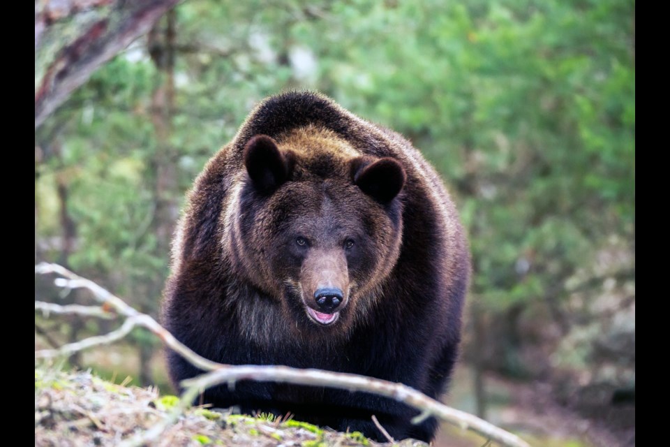 A woman in her 20s was attacked by a bear while tree planting Thursday afternoon near Tumbler Ridge.