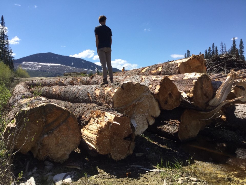 A log deck of old growth spruce in the Anzac watershed