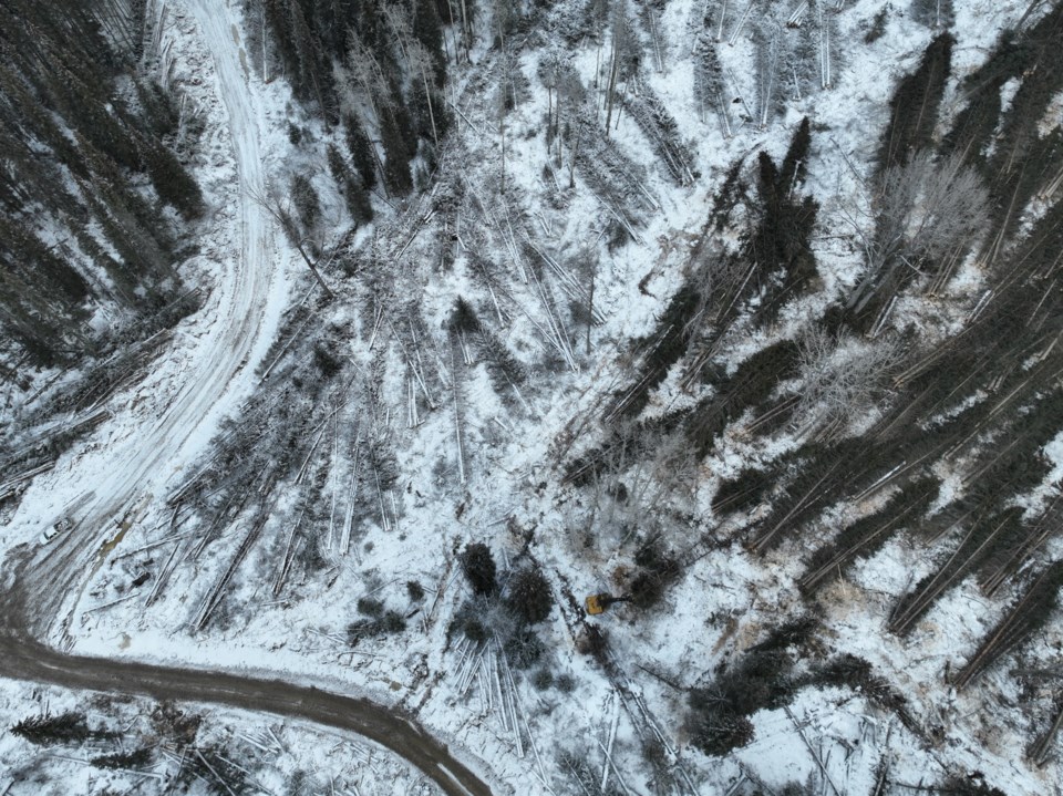 active-logging-of-rare-old-growth-near-babine-lake_photo-by-conservation-north