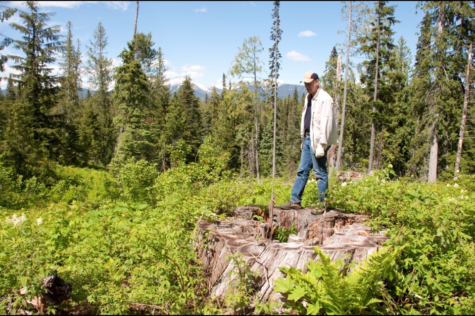  Ancient cedar stands are now rare in regional landscape due to past logging, shown here within areas now in the Ancient Forest-Chun T'oh Whudujut Provincial Park.