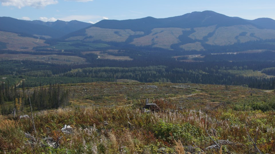 boreal rainforest north of Prince George