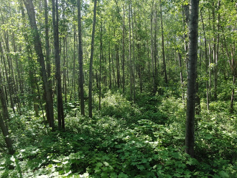 Ginters Inside the at risk forest