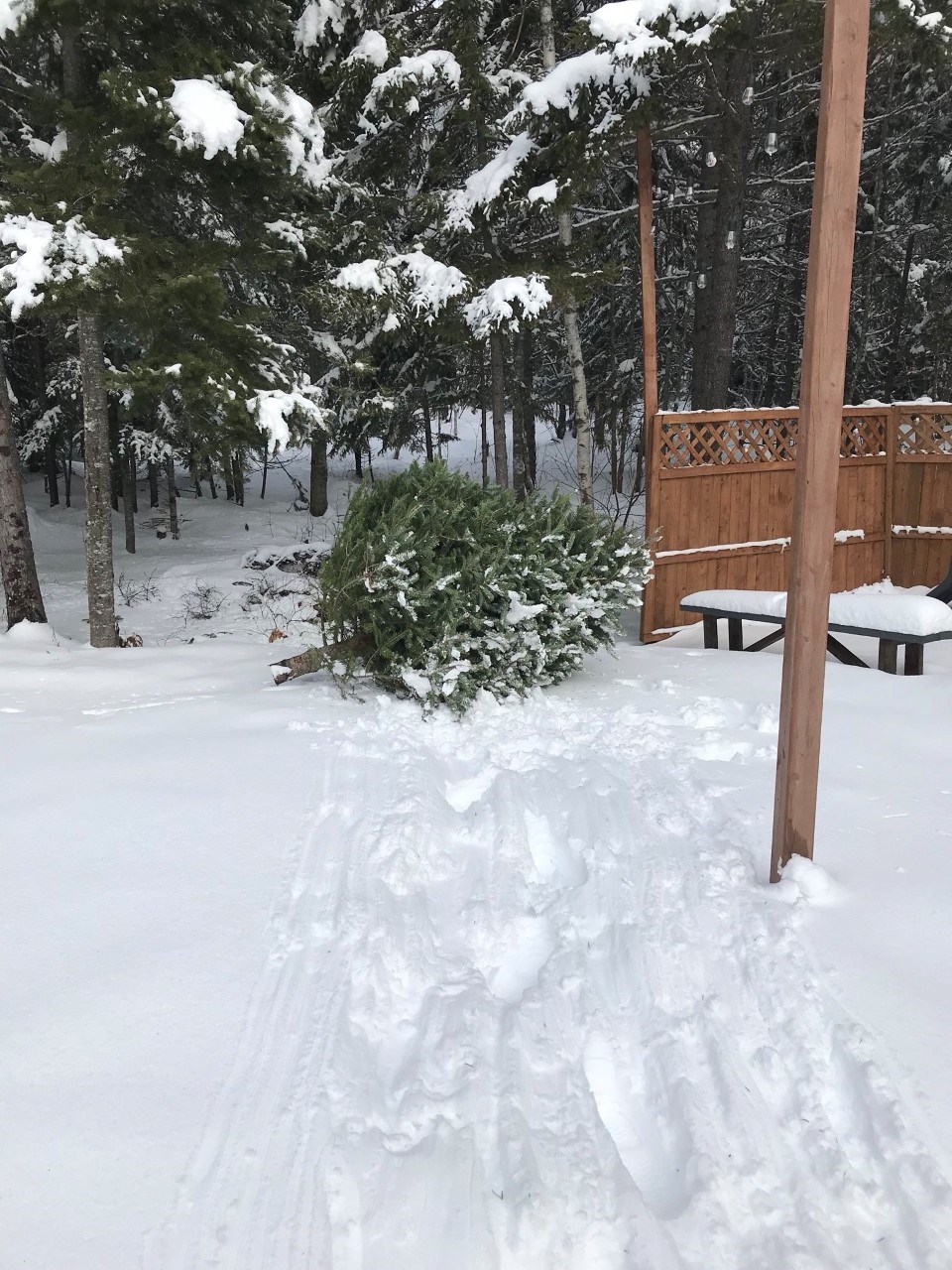 Give your Christmas tree a second life