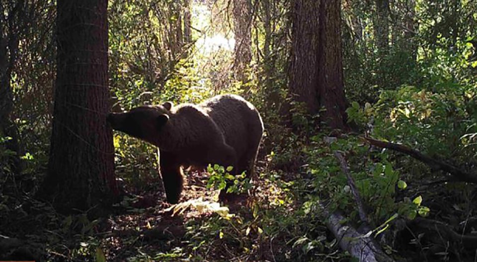 Grizzly bear investigates mark tree at Kuzkwa River