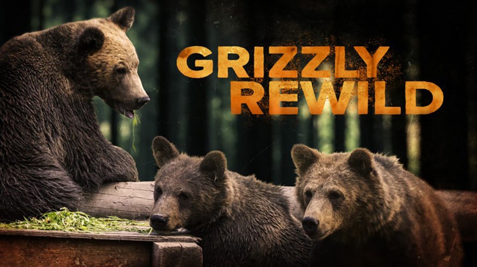 grizzly-rewild-show