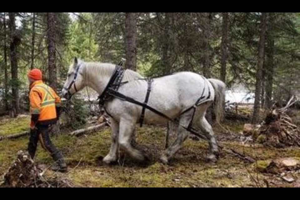 Lenard Sanders is logging the land with help from Norm the Percheron on the 90-acre farm south east of Prince George.