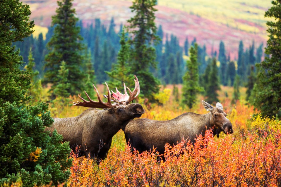 moose-in-forest-getty