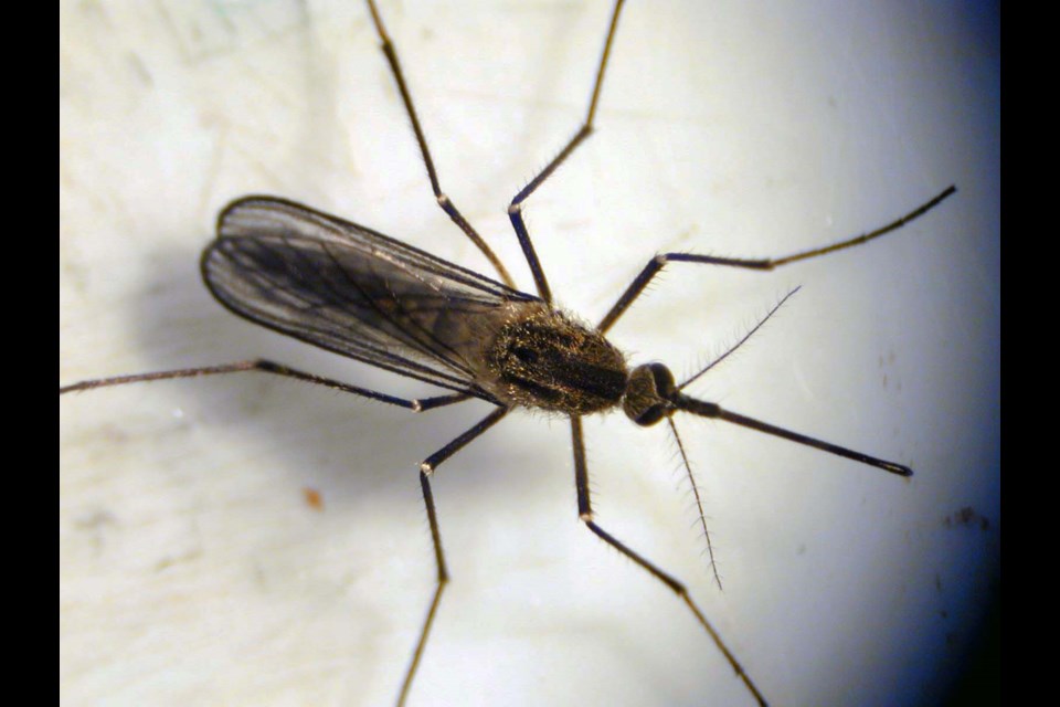 An adult mosquito is shown here, one of the thousands UNBC biology associate professor Dr. Lisa Poirier has caught in traps over the years in her entomology studies.