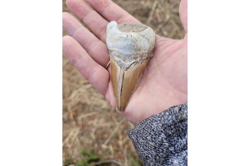 Rachel Shill Cook and stepdaughter Addison Shill found a Megalodon tooth fossil near the Nechako River. 