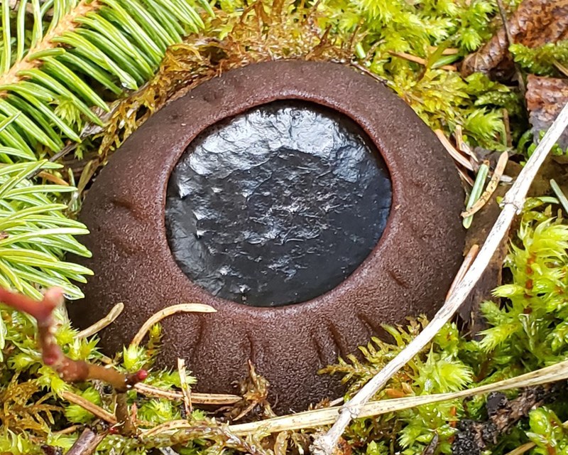 Witches cauldron spotted near Bellos Road in Prince George. 