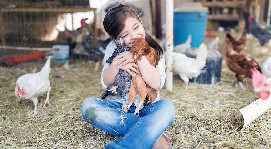 Chickens make do good pets.  4-H club projects and programs will be featured next week at the B.C. Northern Exhibition, which starts next Thursday at Exhibition Park.