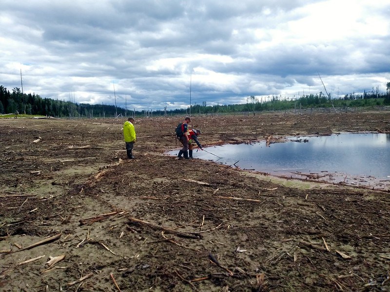 Searching the wetland for aquatic invertebrates at a Wetlandkeepers workshop hosted for McLeod Lake Indian Band in 2019