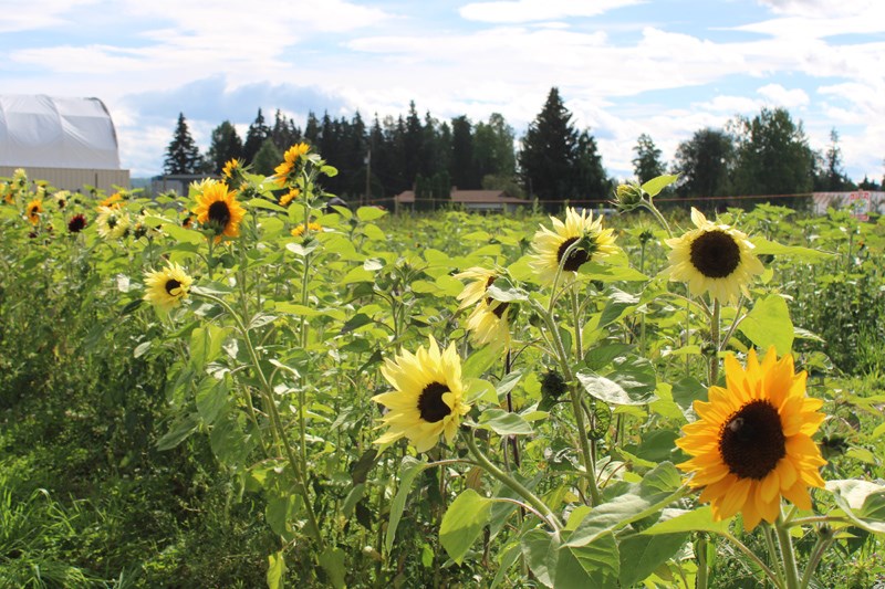 The Sunflower Festival opened on Sunday Aug. 14 at Foreman Farms. 