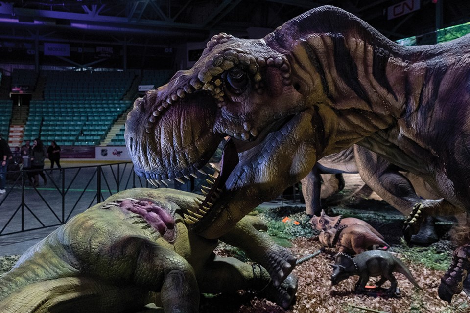 Citizen Photo by James Doyle. A T-Rex eats its prey on Friday in CN Centre as part of Jurassic Quest.