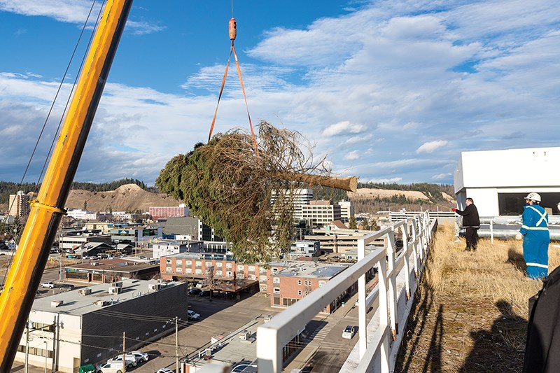 Citizen Photo by James Doyle. A crane lifts a 50-foot tree on to the roof of the Coast Prince George Hotel by APA on Friday afternoon. The tree will be the centrepiece of the United Way of Northern B.C.'s Tree of Lights campaign.